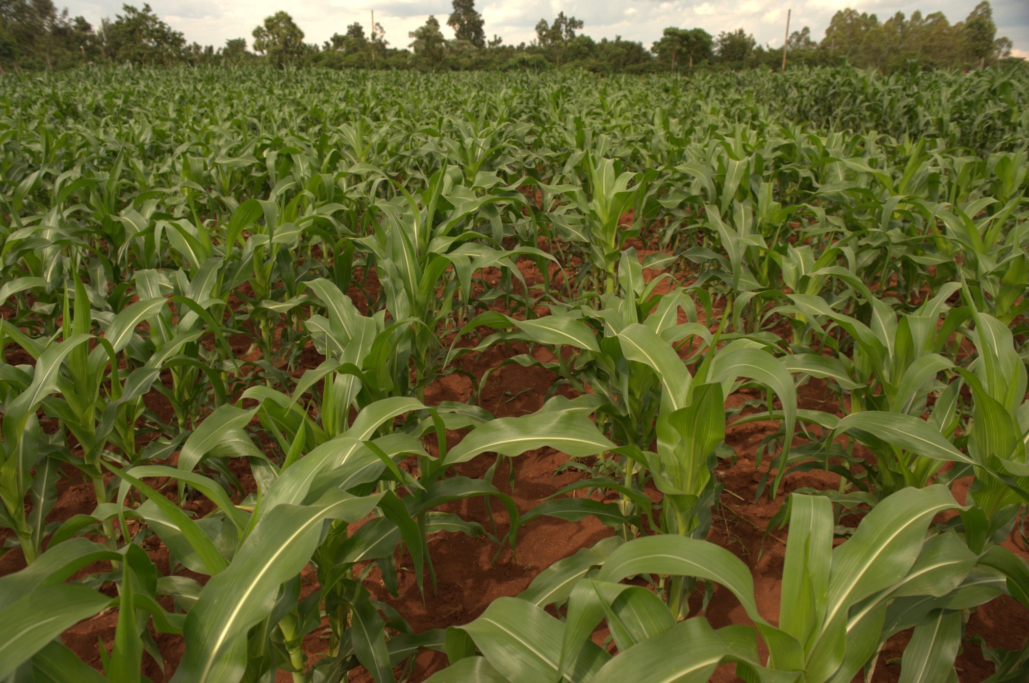 Nutrient Management Practices for Good Maize Yields: Nitrogen